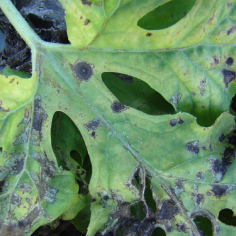 The disease is rarely seen on watermelon. Symptoms are round or marginally irregular leaf lesions leading to blighting.