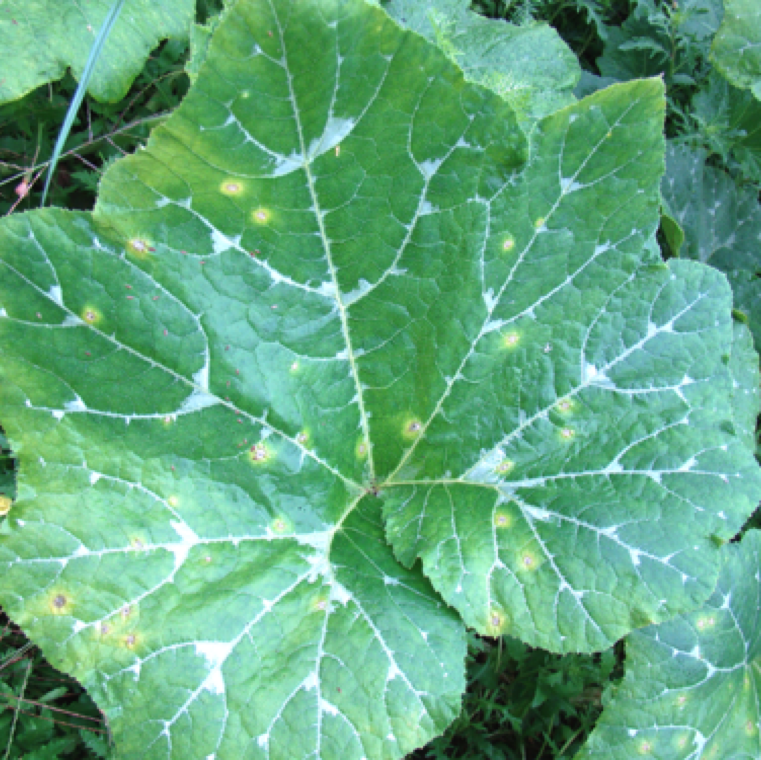 The disease can also be rarely seen on pumpkin with early symptoms similar to that on cucumber and watermelon.