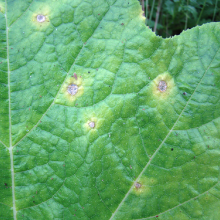 The round lesions may be surrounded with a large yellow halo region on pumpkin leaves.