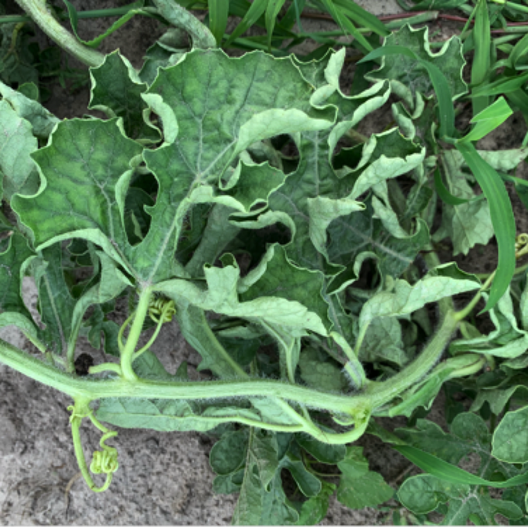 The disease is now widely present in Florida watermelons and key symptoms noted include crinkle (wrinkle) pattern on leaves. Mosaic pattern on leaves may also be noted.