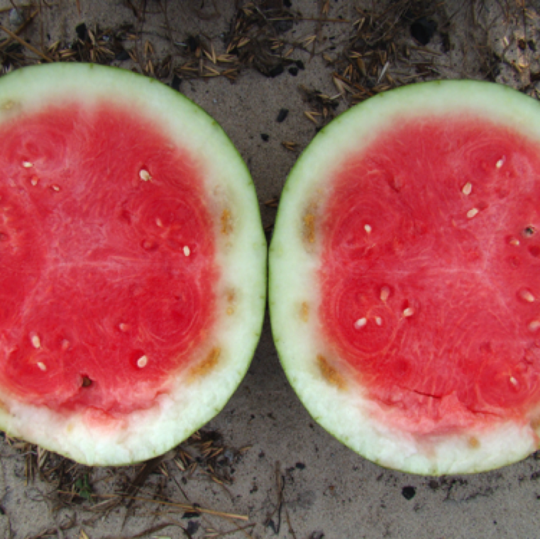 There are no symptoms associated with watermelon rind necrosis on leaves or any other part of the plant. There is no direct cause confirmed for watermelon rind necrosis.