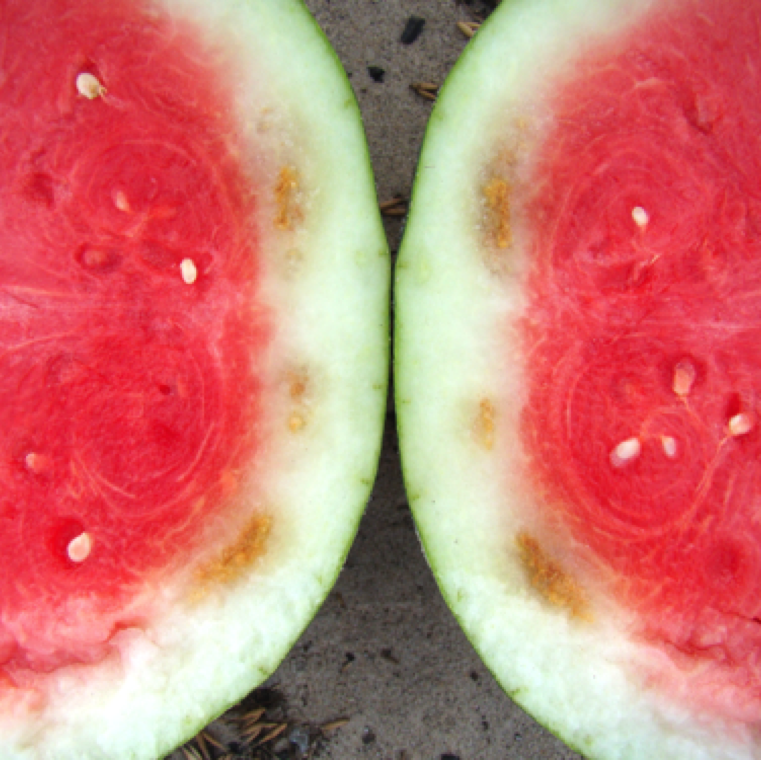 Internal vascular browning of watermelon rind is the characteristic symptom of watermelon rind necrosis. The fruits may look normal from outside, or with minor distortion in shape, and is unmarketable.