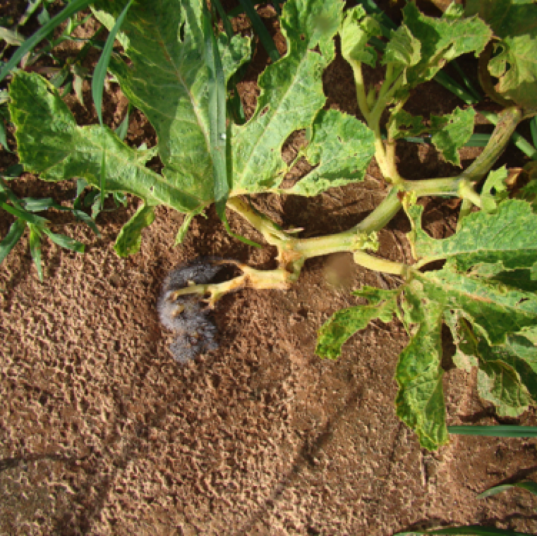 Signs of wet rot on a broken branch of cucurbit touching the soil. This especially happens in situations with mechanical damage to plants and high wet conditions in the presence of the pathogen.
