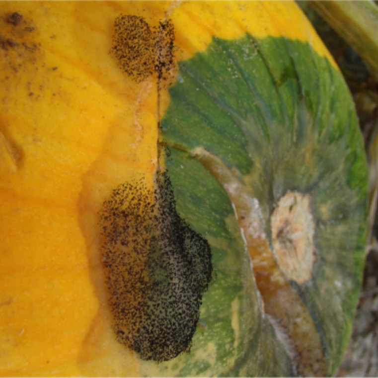 Fruit infection can occur before or after harvest under conditions of high wetness. White, cottony mycelium growth can be noticed under these conditions on the fruit at the blossom or on damaged area.