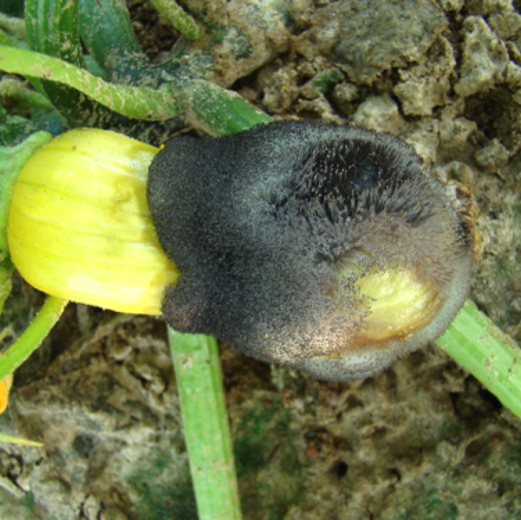Wet rot is a major disease of summer squash, but can also affect cucumber and pumpkin. The disease affects both blossom and fruits. The infection can be mostly noticed at the blossom end of the fruit.