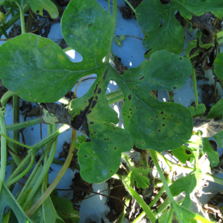 Xanthomonas leaf spot symptoms are mostly seen on pumpkin, winter squash, gourds and cucumber and in some rare cases on watermelon.