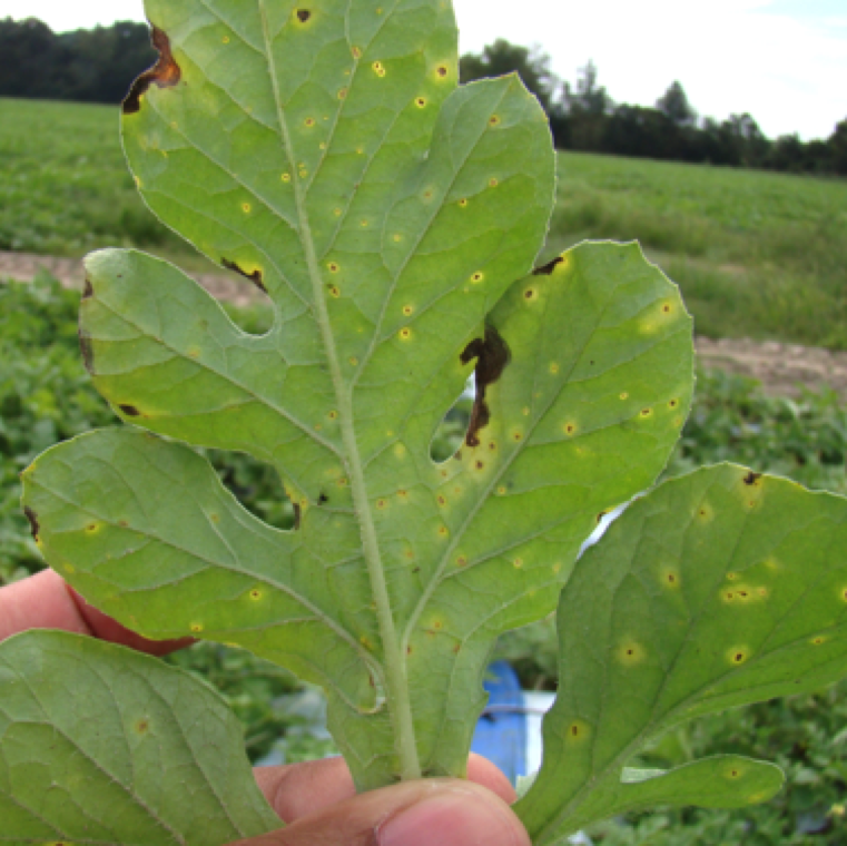 The same symptom of leaf spots with a yellow halo is also visible from underside of the watermelon leaves.