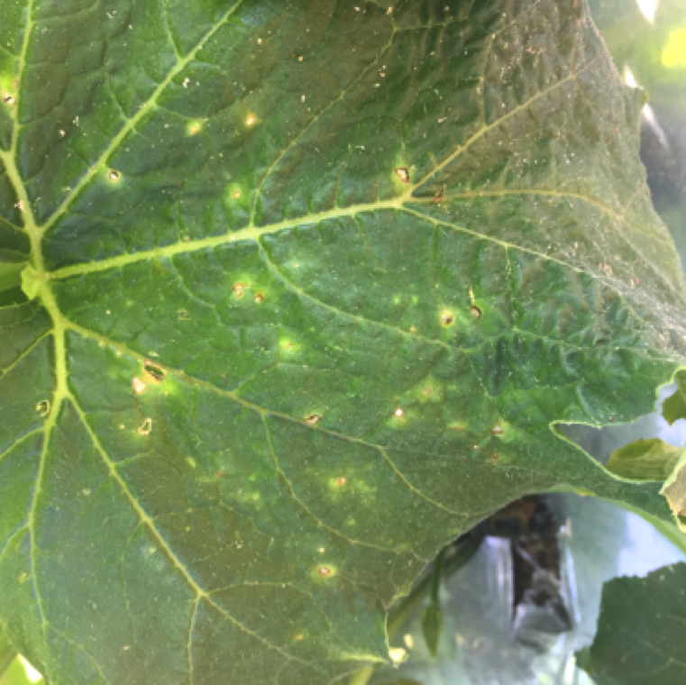 On pumpkin, leaf spots are very tiny with a yellow halo similar to that on watermelon leaves. Sunken lesions can be seen on the fruit.