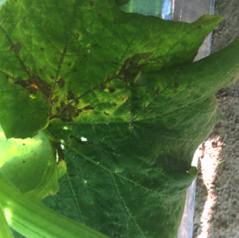 The spots may enlarge and merge with other spots to form sections of blighted tissue on pumpkin leaves. The pathogen is seed-borne.