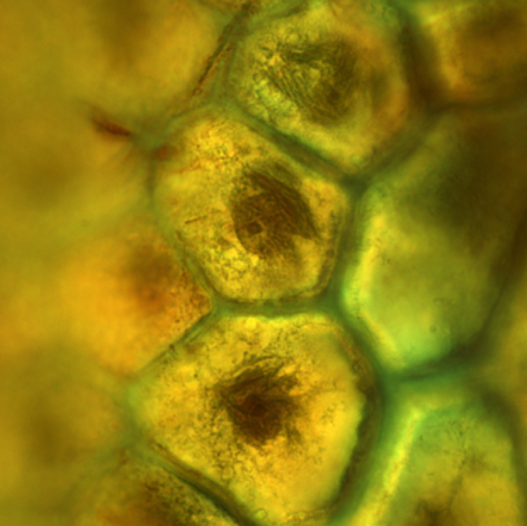 Potyviruses can be identified by virus inclusions bodies in plant cell using staining procedures a seen in this picture. This is not a definitive diagnostic tool for any of the potyviruses.