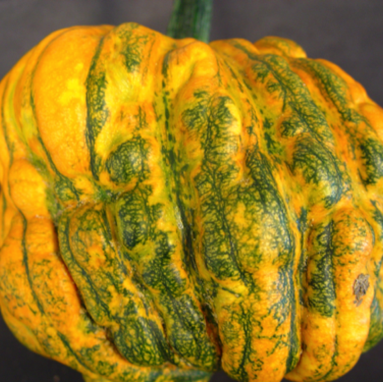 A pumpkin fruit with distorted shape with bumps and indentations. The viruses causing these symptoms can also be found in mixed infection with other viruses like CuLCrV and CYSDV.