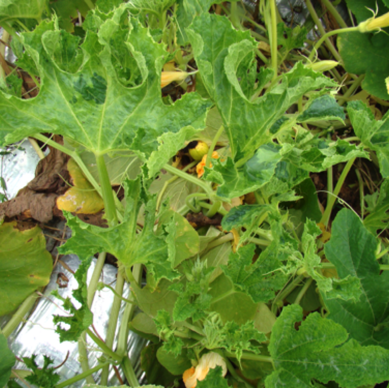 Characteristic symptoms may be seen with inward curling of leaves and serrated leaf margins. This may be on few plants and tends to be scattered around the field.