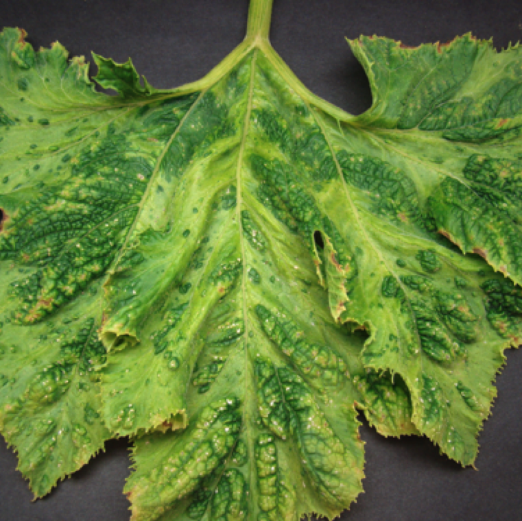 The leaf may show general wrinkling over the entire lamina, and the majority fo the leaf may loose chlorophyll. The rest of the area have blister like appliance which remains green.