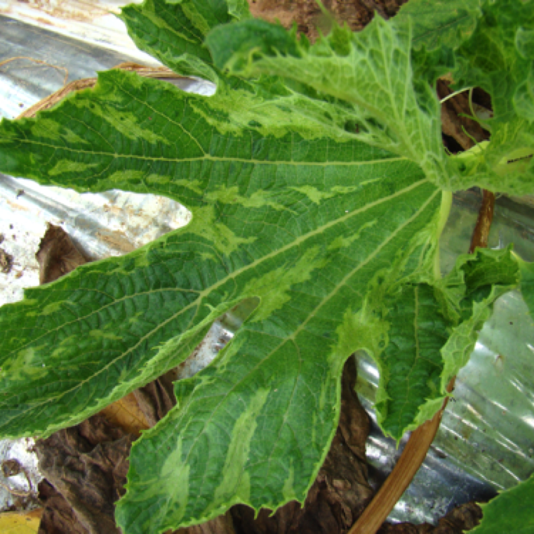 Unique discoloration pattern of cucurbit leaves with yellowish sections in between green regions. Initial serrated appearance of leaf margins can also be noticed.