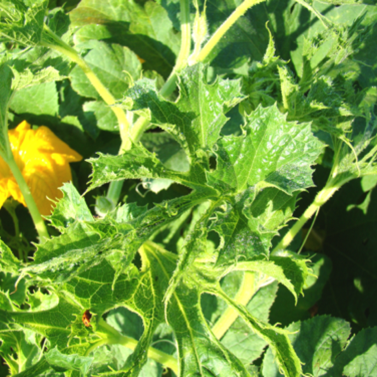 Stunted inward curling leaves with a “wired” or strapped appearance. The disease is mostly commonly an issue in pumpkin and squash, but less of watermelon and other cucurbits.