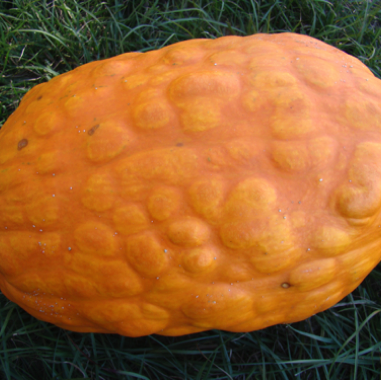 The disease can cause symptoms of the fruits of many cucurbits. In case of pumpkin bulging of fruits can be caused by infection by ZYMV, PRSV-W and WMV-2.