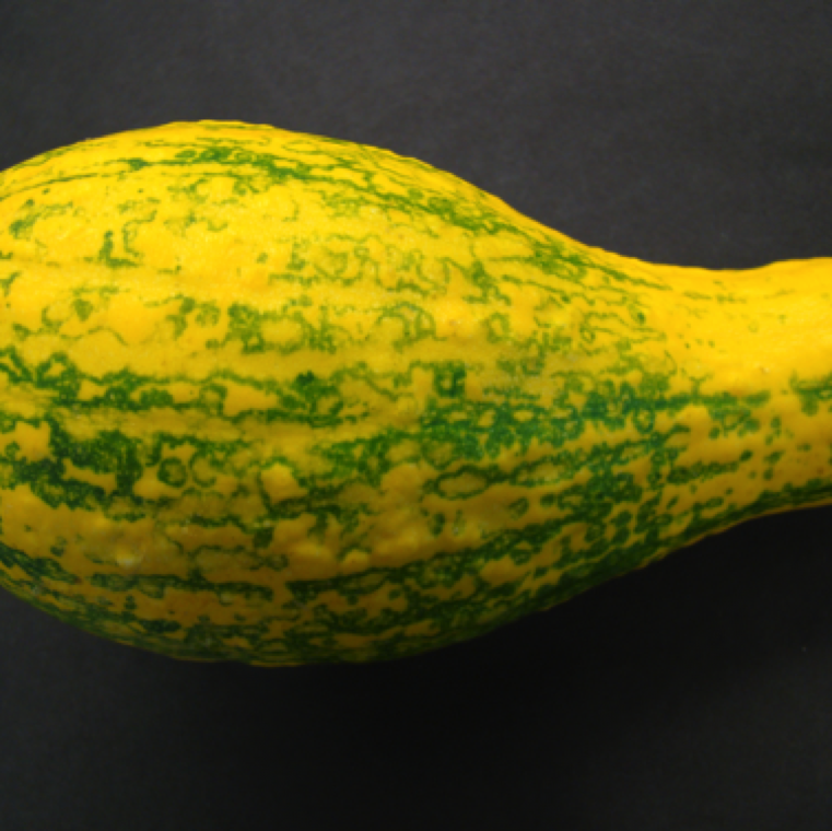 Affected fruits of squash shows marbling, and green markings on yellow fruit. Some fruits may also show circular marks on the fruits. These fruits are non-marketable.