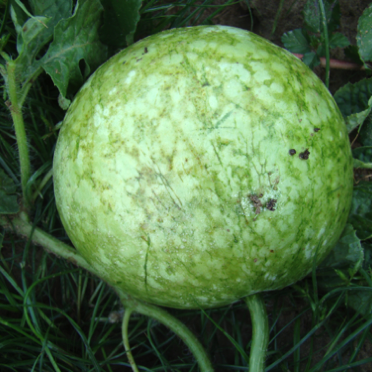 The diseases caused by ZYMV, PRSV-W, and WMV-2 are not a major issue on watermelon. However, in rare cases marbling of fruits can as seen on watermelon.