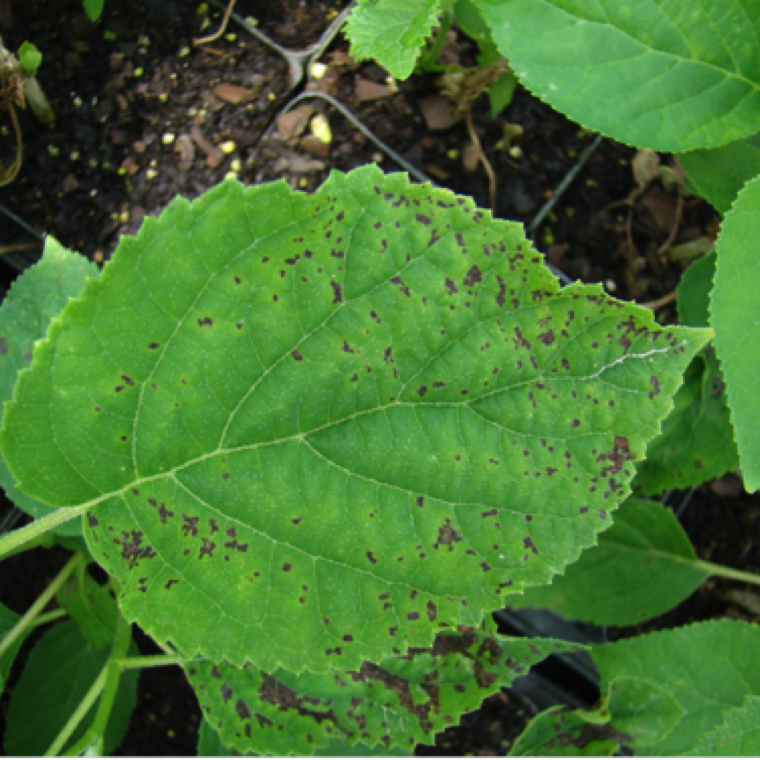Bacterial leaf spot is favored by warm, wet conditions in late spring onwards. Almost all hydrangea species are susceptible to the disease. The disease symptoms can start on planting stocks and are accelerated by high moist conditions.