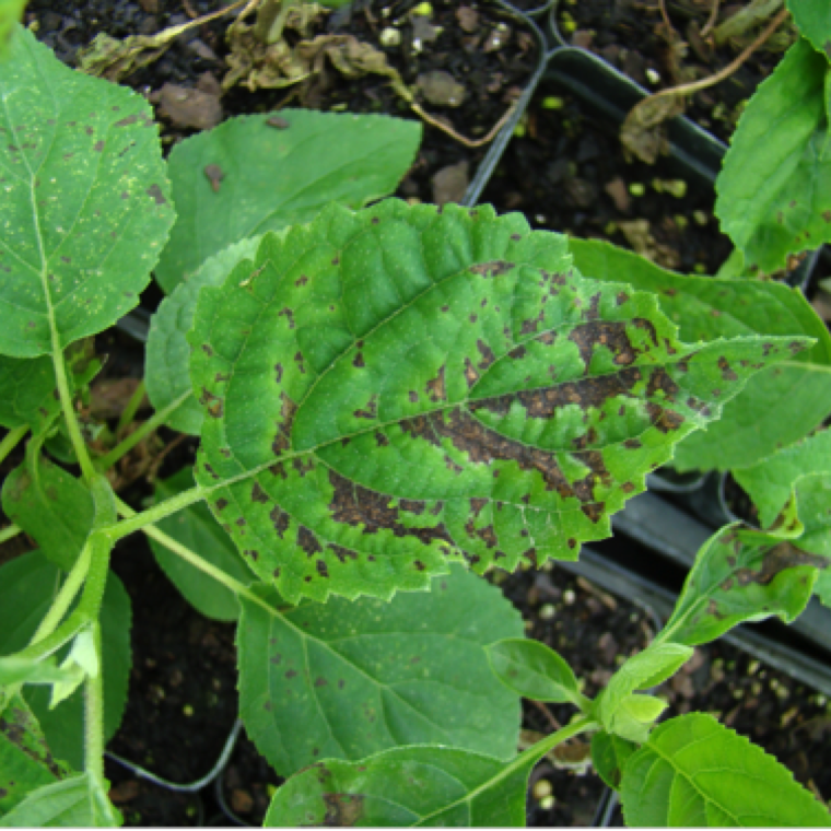 The spots can have a shot-hole appearance due to the collapse of the central tissue of the spot lesions. Over time spots coalesce to form large blighted areas on the leaves.