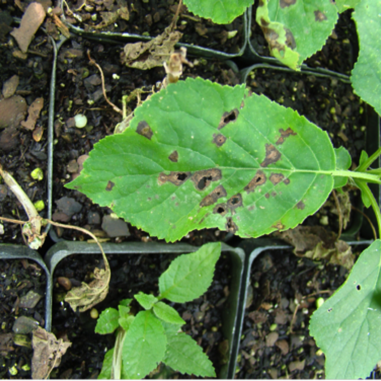 Leaf spots have reddish-purple in color and may have angular edges when bordered with leaf veins. The size of the lesions can vary on different hydrangea species.