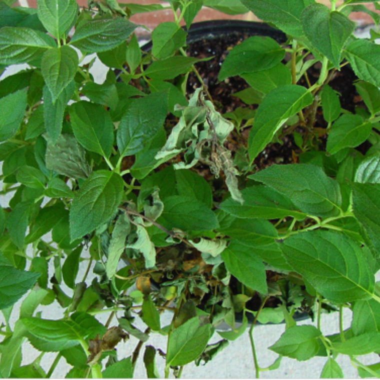 Wilting of the leaves is the initial symptom of bacterial wilt disease. The pathogen can survive in contaminated potting mix or planting material for long time.