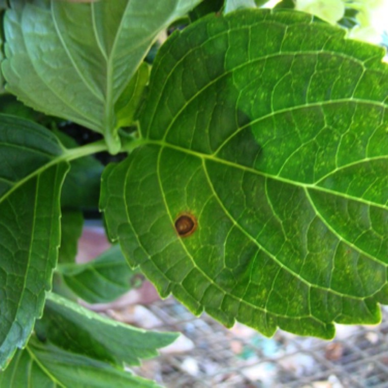 The lesions enlarge and can cause heavy defoliation