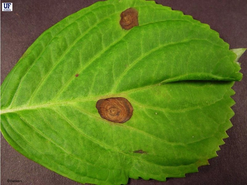 Phyllosticta leaf spot