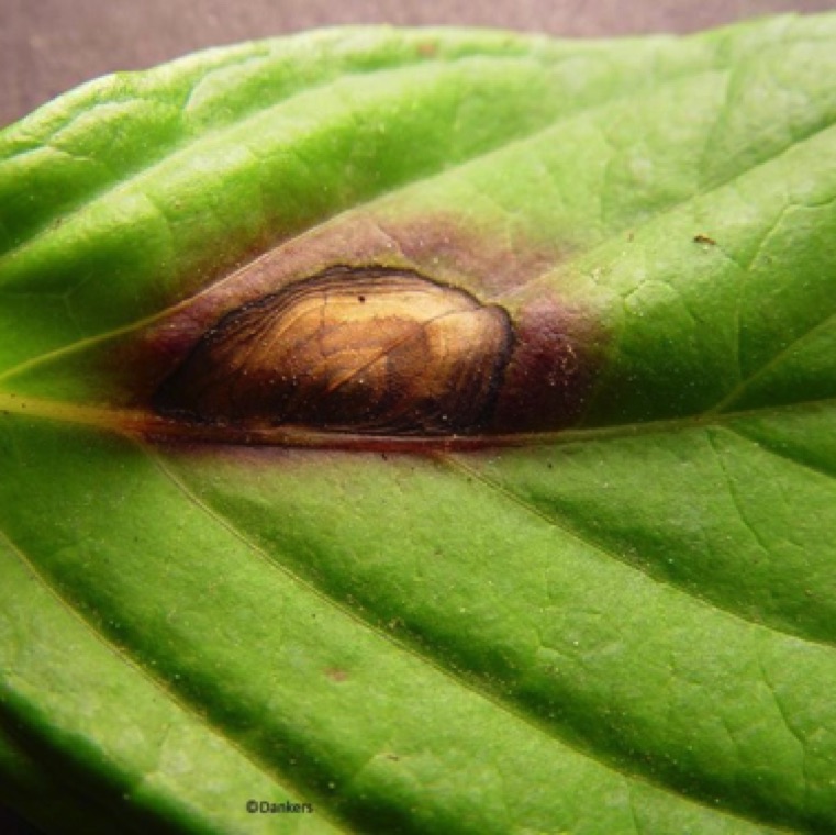 Phyllosticta leaf spot