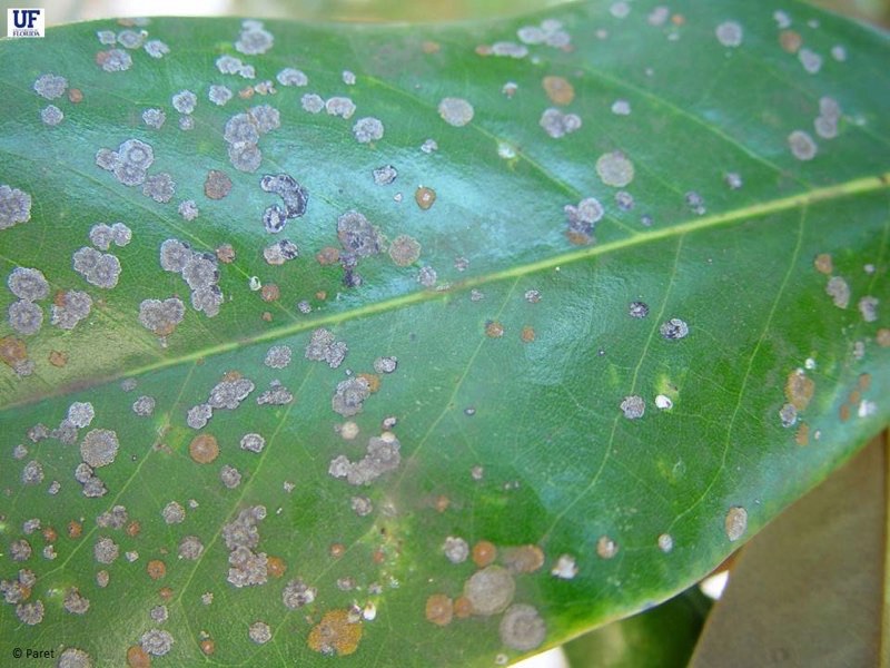 Algal leaf spot