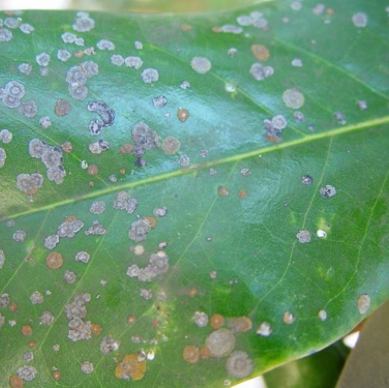 Algal leaf spot