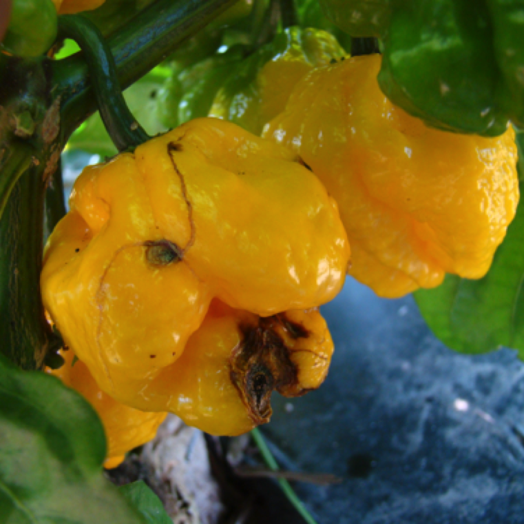 Anthracnose can affect all parts of pepper; however, the fruit is most commonly affected. The disease can enter a field through contaminated seed, transplants or from plant debris or weeds.
