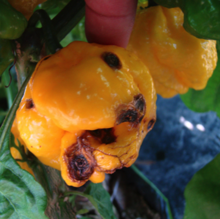 As lesions grow they may also begin to form concentric rings which can be tan to orange to black, depending on the age of the lesions a seen here on scotch bonnet pepper.