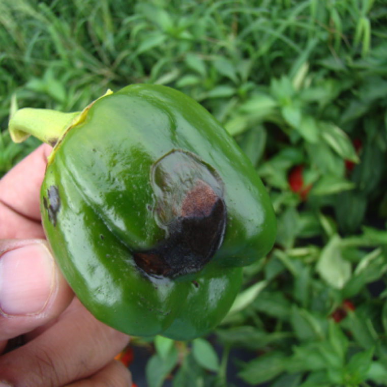 Lesion on the fruit typically are noticed during ripening stage/color change, but in rare cases can also be visible on fruits that are green during very high pathogen populations on plants.