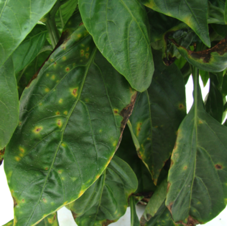 Bacterial spot of pepper can be a major issue in production in fall season in Florida. Warm temperatures, high rainfall and high humidity are ideal for disease occurrence and spread.