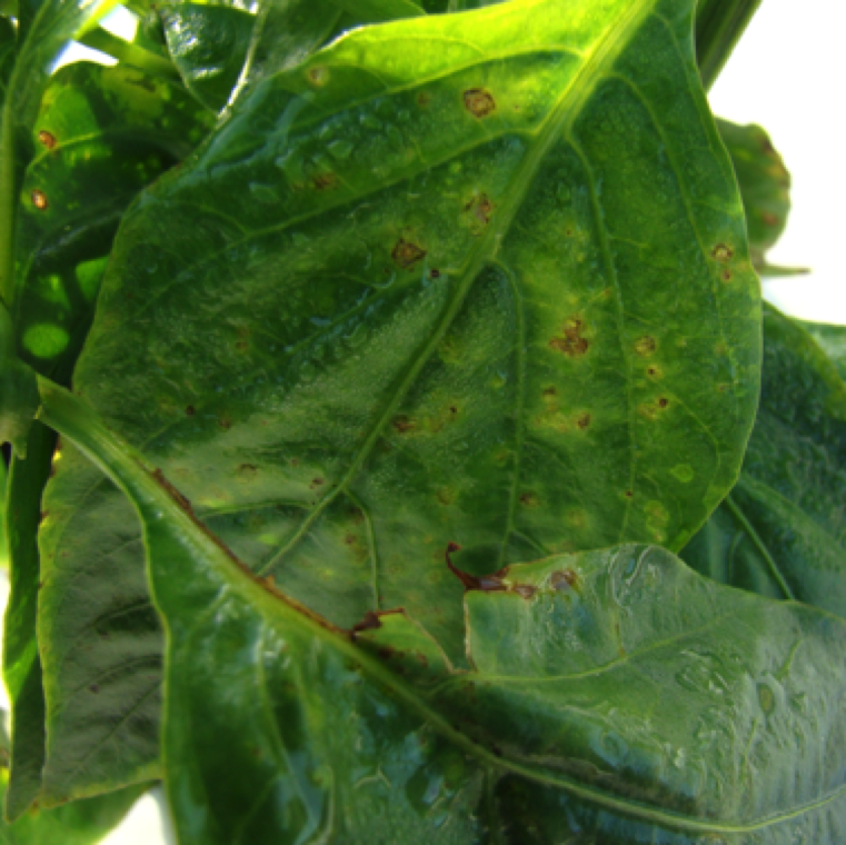As the disease progress numerous small irregular lesions can be spotted on the the upper side of the leaves will eventually turn brown and become necrotic in the center.