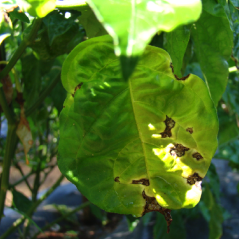 Leaf blighting can happen on the margin of the leaves, and fruit spot lesions can be also seen at times. The disease affects many typed of peppers including scotch bonnets shown here.
