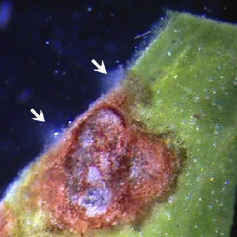 A clear bacterial streaming can be noticed from lesions of bacterial spot cut with a sharp blade and kept in water on a slide and observed under a dissecting microscope.