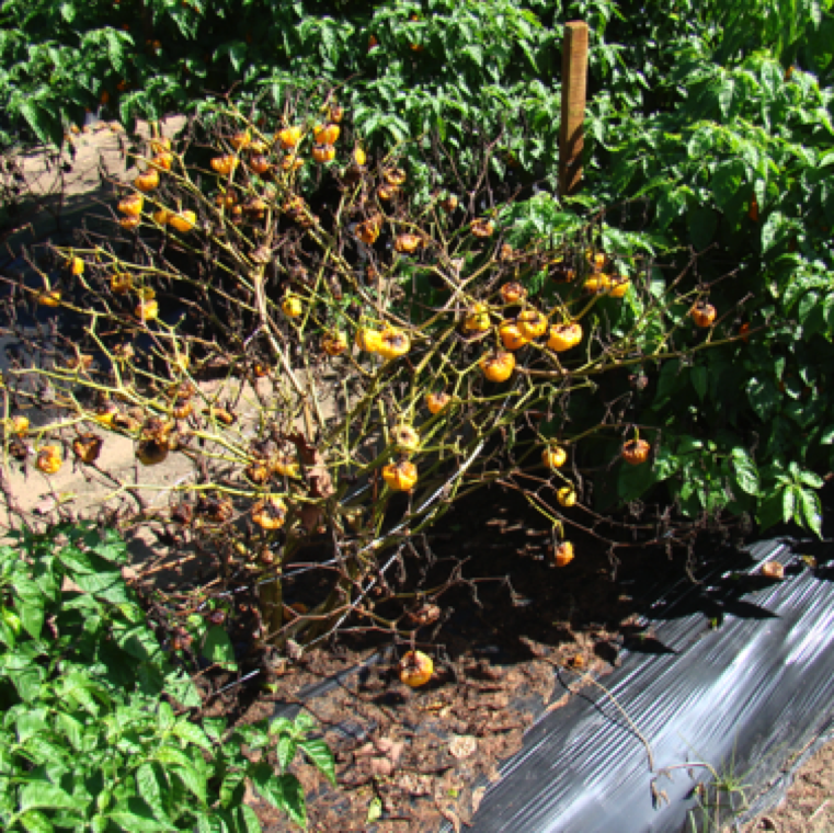 Bacterial wilt can be an issue in Florida pepper production if the soil is infected with strains of the bacterial pathogen that can infect pepper. Many pepper species are affected by bacterial wilt.