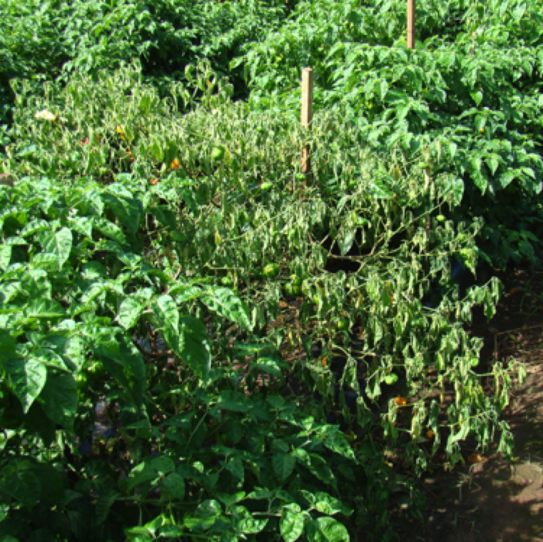 The first symptom of the bacterial wilt disease is "green wilting" of the plants. While other diseases that cause wilting symptom can have similar symptoms, the leaves in this case remain green in most cases.