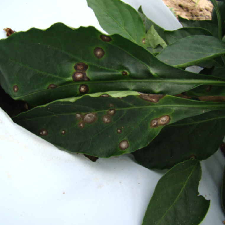 Cercospora leaf spot symptoms are primarily circular lesions with a white center on pepper. The symptoms have a frog-eye appearance. The disease can affect plants under high moisture conditions.