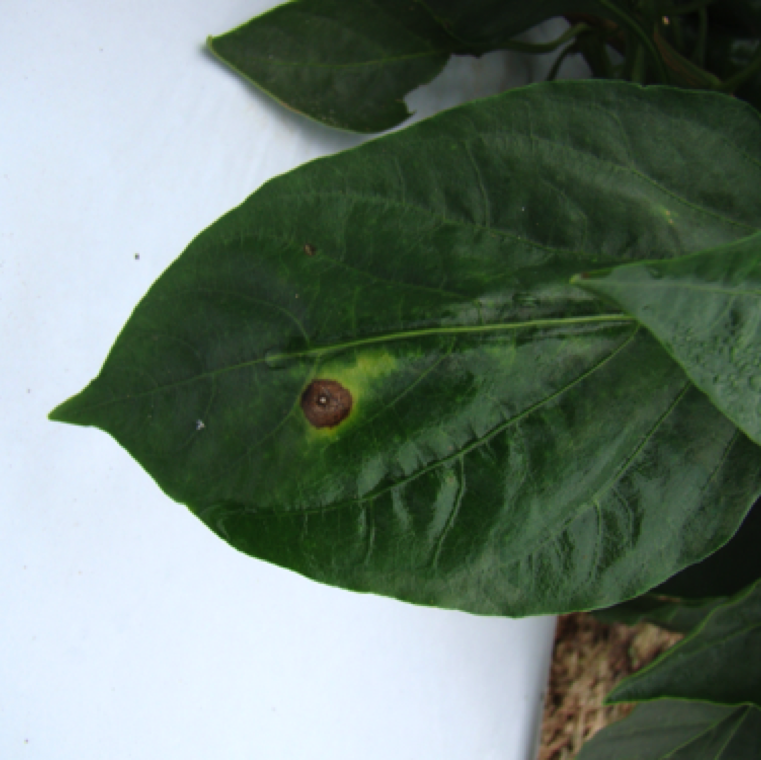 A lesion on pepper leaf along the mid vein area. This is followed by blighting of the foliage. Fruits are not normally affected, but symptoms can appear on stem and can girdle the stem.