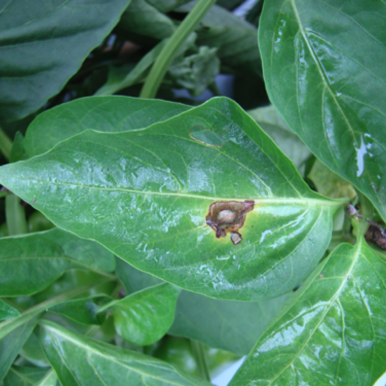 Water-soaking of leaves may also be observed. The yellowing region can expand. The disease doesn't typically lead to yield losses, but fruit size may be affected.