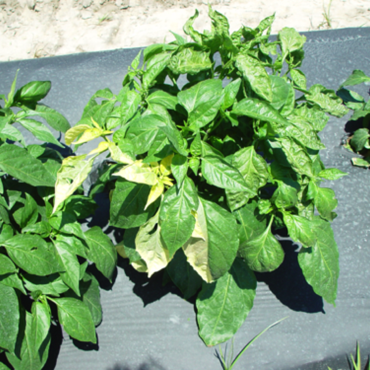 Chimera symptoms are irregular patches of  bleached appearance or streaks on leaves and stem on peppers.