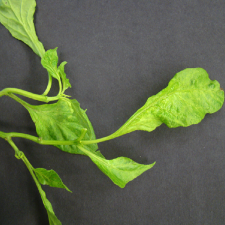 Another symptom characteristic of cucumber mosaic in the field is strapping of leaves which is a similar symptom caused by the virus on tomatoes also.