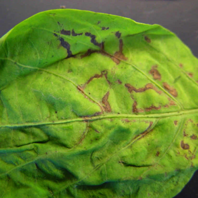 Necrotic sections can be seen on leaves of affected plants. The affected leaves may be small, and the plants stunted. The disease tends to be spotty in the field, but can affect yield of affected plants.