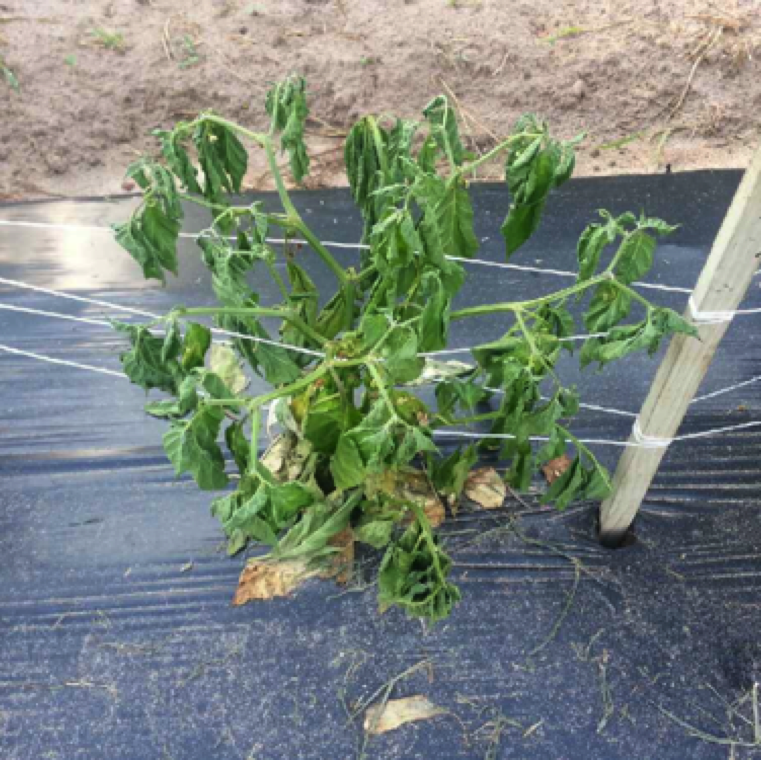 Fusarium wilt symptoms on pepper include margining yellowing of the affected pepper plants and entire plant wilting. The disease can affect scotch bonnet pepper and other peppers.