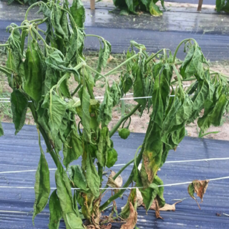 The disease symptoms can be easily confused with symptoms of bacterial wilt of pepper. However, plants affected by Fusarium wilt will not have bacterial steaming or ooze as in case of bacterial wilt.