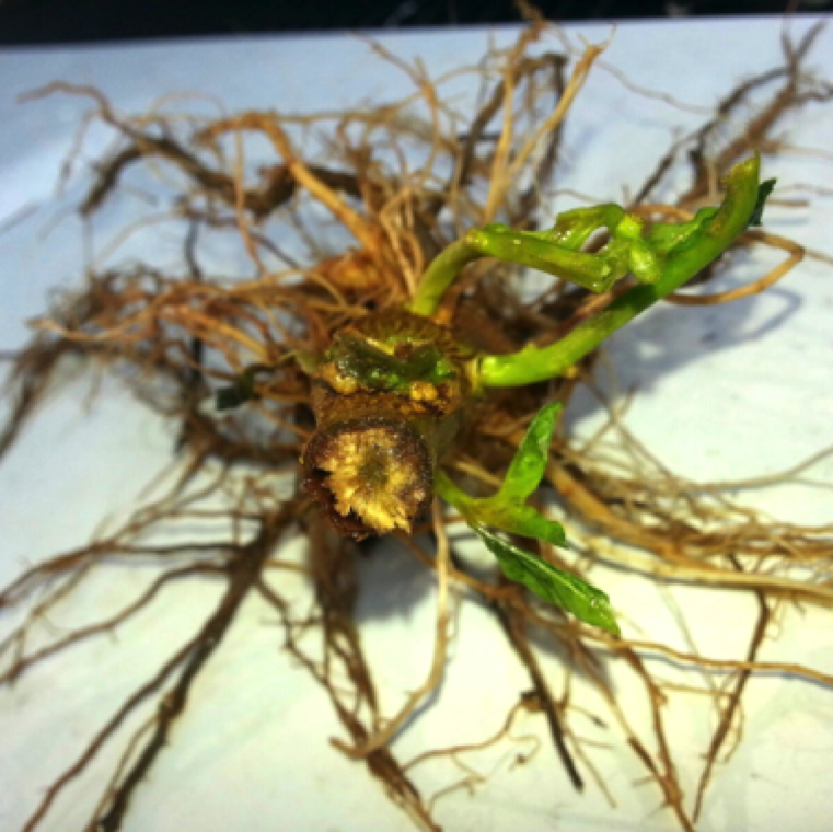 Internal discoloration of the stem can be noticed in the crown region of the stem in case of Fusarium wilt, but may not be always seen. Culturing of plant samples will be necessary to confirm.