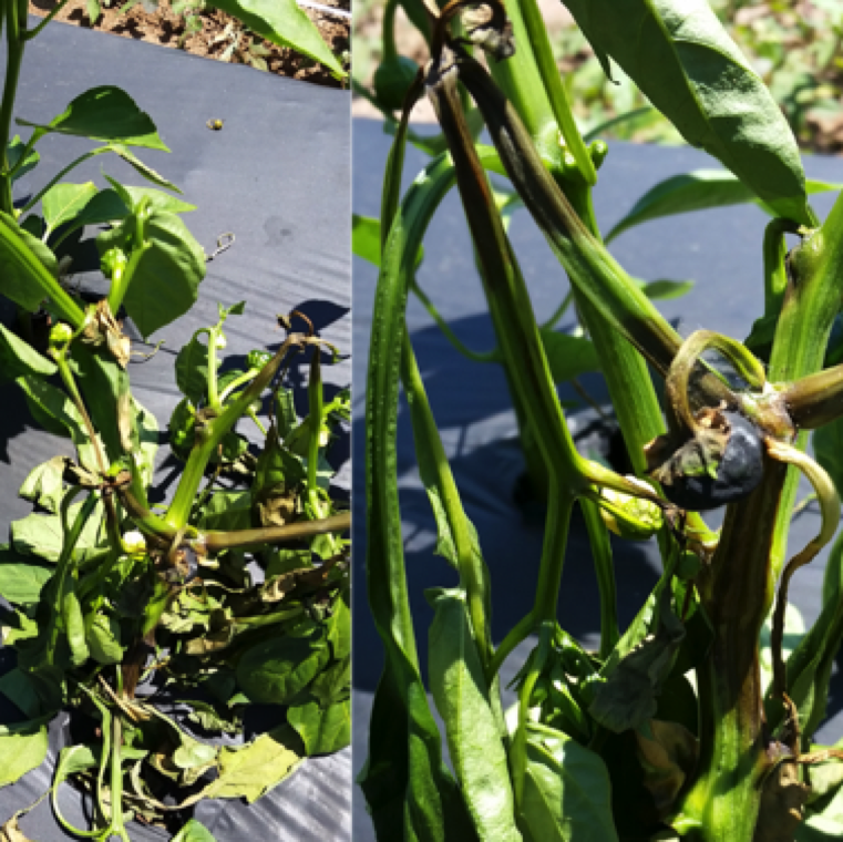 Phythopthora blight causes black large lesions on the stem of pepper which leads to its collapse. The affected plants show wilting symptoms. White sporangia can be seen on infected sections.